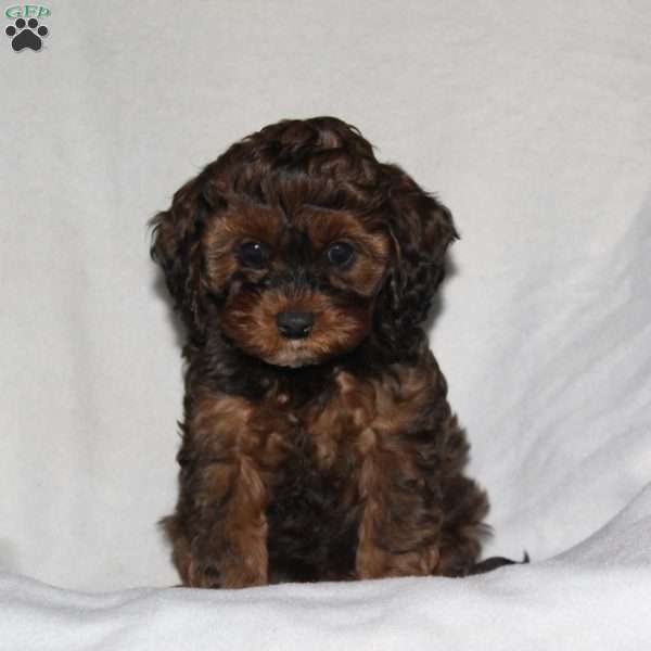 Samantha, Cockapoo Puppy